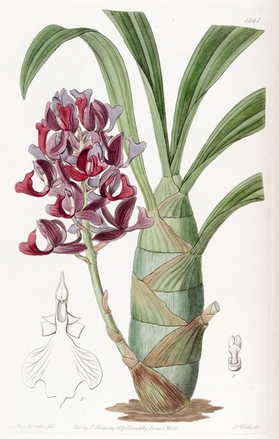 Mormodes atropurpurea by Miss Drake